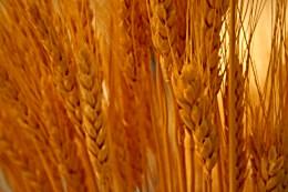 gluten gluten