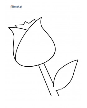 Tulipan