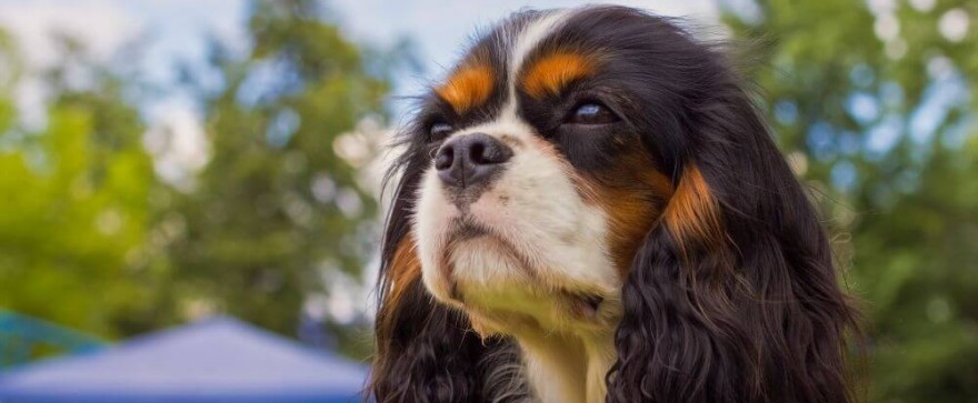 Cavalier King Charles Spaniel - idealny pies dla dziecka