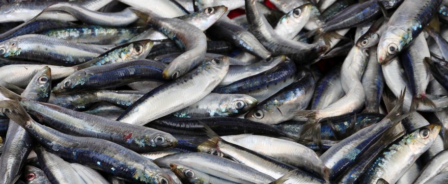 zanieczyszczenia w rybach a płodność