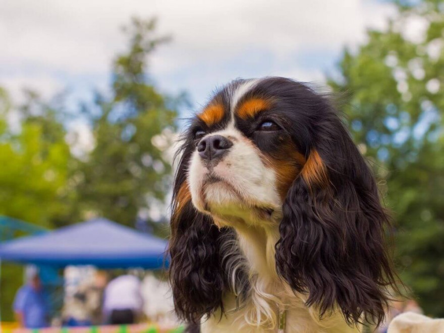 Cavalier King Charles Spaniel - idealny pies dla dziecka